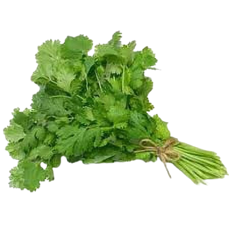 Coriander