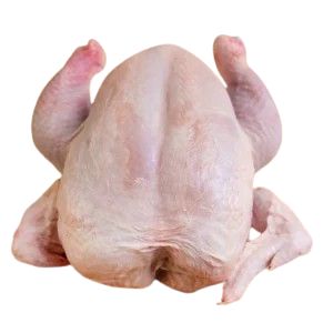 Broiler Chicken